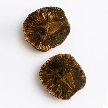 Fosiliziran storž borovca (Pinaceae) – jura, Peru