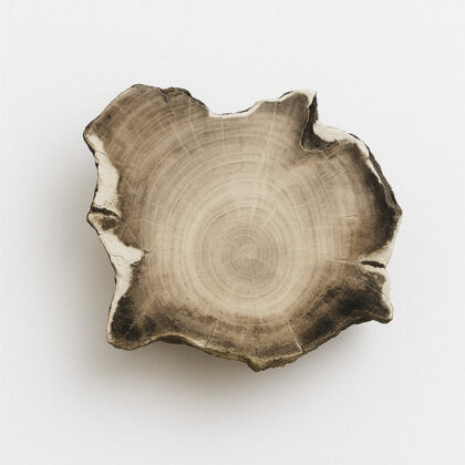 Fosiliziran les Araukarije (Araucaria), Madagaskar