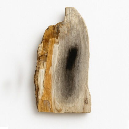 Fosiliziran les borovca, Peru