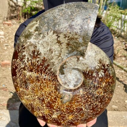 Ammonit fosil – 3.31 kg